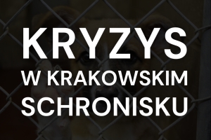 Co się dzieje w krakowskim schronisku? Zaniedbania ze strony KTOZ przyczyną wielkiego kryzysu&nbsp;